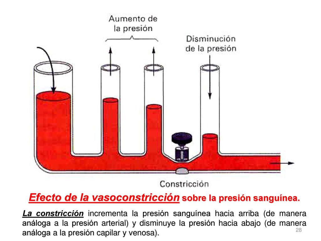 Presión arterial normal hacia arriba y hacia abajo Presión arterial normal hacia arriba y hacia abajo